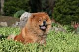 CHOW CHOW 640